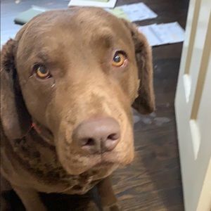 Meet your Posher, Thomas